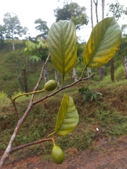 Minquartia guianensis