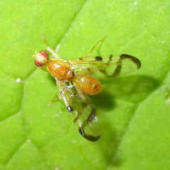 Acidia cognata