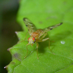 Acidia cognata