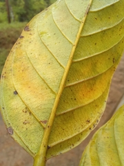 Minquartia guianensis