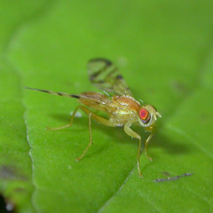 Acidia cognata
