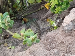 Sceloporus torquatus