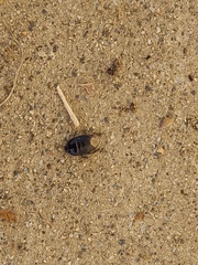 Macroscytus brunneus