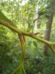 Minquartia guianensis