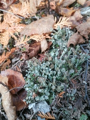 Cladonia verticillata