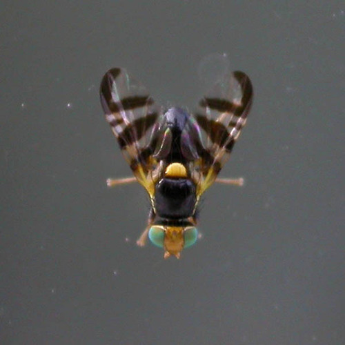 Rhagoletis berberidis · iNaturalist