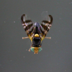 Rhagoletis berberidis