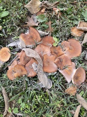 Physalacriaceae