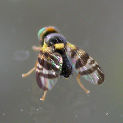 Rhagoletis berberidis