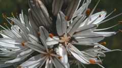 Asphodelus albus