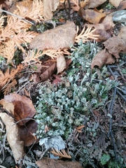 Cladonia verticillata