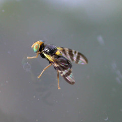 Rhagoletis berberidis