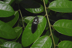 Campsosternus auratus