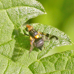 Rhagoletis cerasi