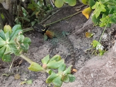 Sceloporus torquatus