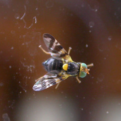 Rhagoletis cerasi