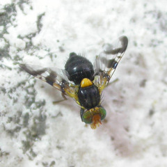 Rhagoletis cerasi