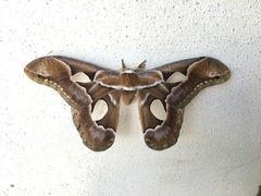 Rothschildia arethusa