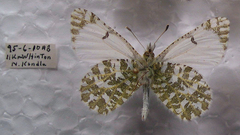 Euchloe creusa
