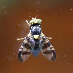 Rhagoletis cerasi