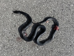 Lampropeltis nigra