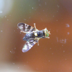 Rhagoletis cerasi