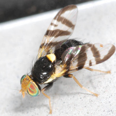 Rhagoletis cerasi