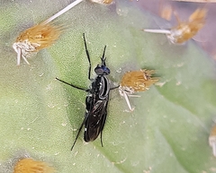 Therevidae