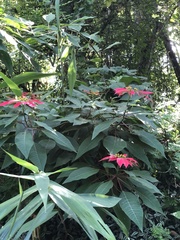 Euphorbia pulcherrima