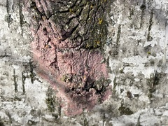 Fomitiporia punctata