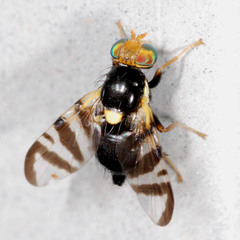 Rhagoletis cerasi