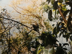 Lemur catta