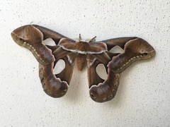 Rothschildia arethusa