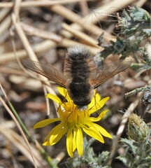 Anastoechus barbatus