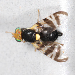 Rhagoletis cerasi