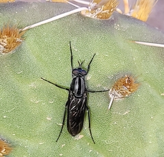 Therevidae