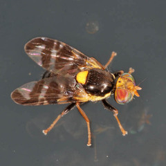Rhagoletis cerasi