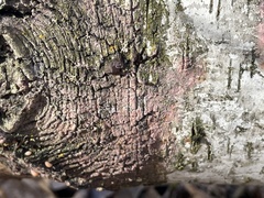 Fomitiporia punctata