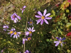 Galatella angustissima