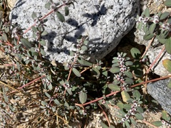 Euphorbia pediculifera
