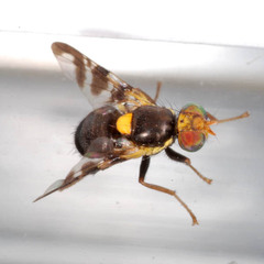 Rhagoletis cerasi