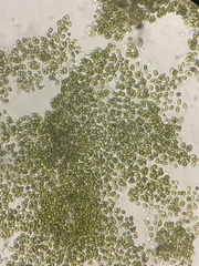 Microcystis