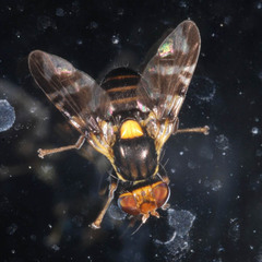Rhagoletis cerasi
