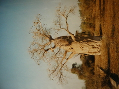 Adansonia