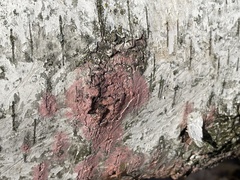 Fomitiporia punctata