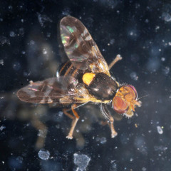 Rhagoletis cerasi