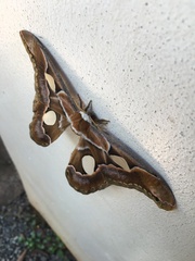 Rothschildia arethusa
