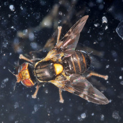 Rhagoletis cerasi