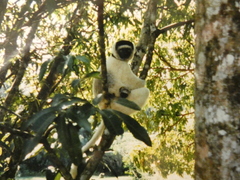 Propithecus verreauxi