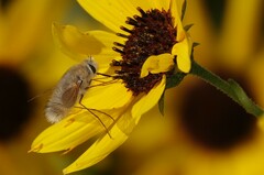 Anastoechus barbatus